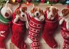 christmas puppies.jpg