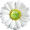 greenpea