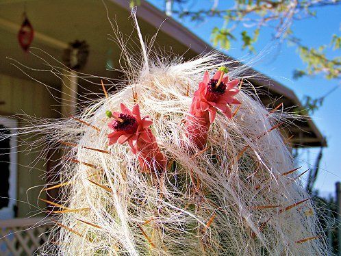 Someone else's Old Man in flower. I don't think I was living at home anymore when Mum and Dad's flowered. Yes, those spikes are prickly, but they're not as bad as the tiny hair fine ones that you can't get out ... This is why I prefer succulents.