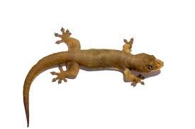 geckos.jpg